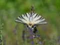 Papilionidae   Iphiclides podalirius   Le Flamb     2015 08 02 1 