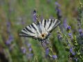 Papilionidae   Iphiclides podalirius   Le Flamb     2015 08 02 2 